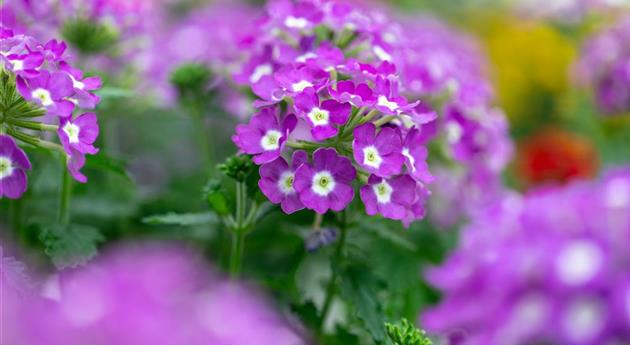 Verbena 'Vanessa™ Compact Optik Lavender'