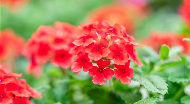 Verbena 'Vanessa™ Compact Red'