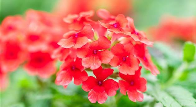 Verbena 'Vanessa™ Compact Red'