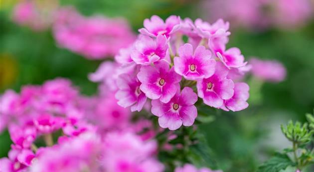 Verbena 'Vanessa™ Compact Rosa'