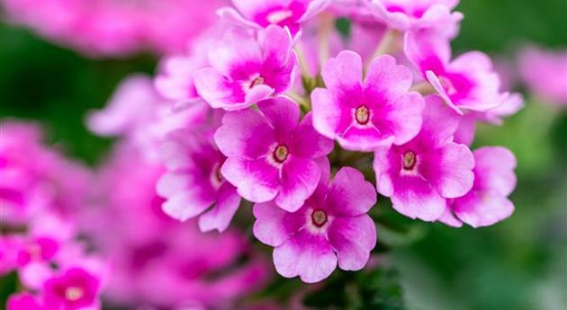 Verbena 'Vanessa™ Compact Rosa'