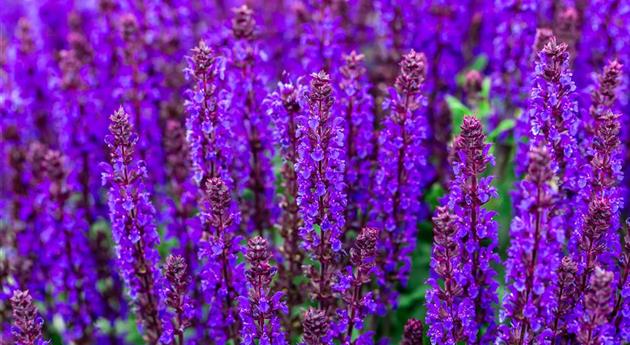 Salvia nemorosa 'Noche'