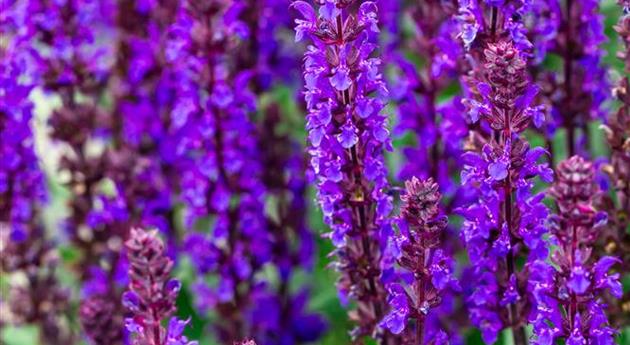 Salvia nemorosa 'Noche'