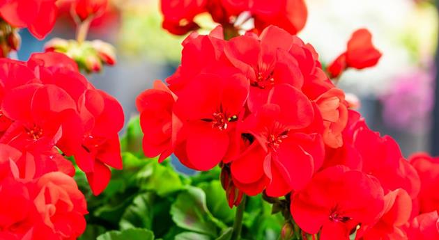 Pelargonium zonale 'Survivor Idols® Red'