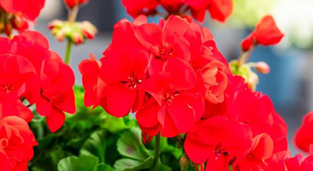 Pelargonium zonale 'Survivor Idols® Red'