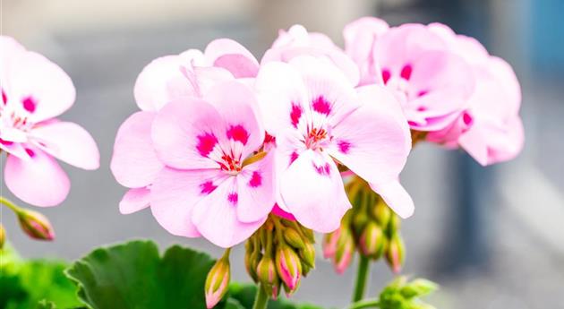 Pelargonium zonale 'Survivor Idols® Tickled Pink'