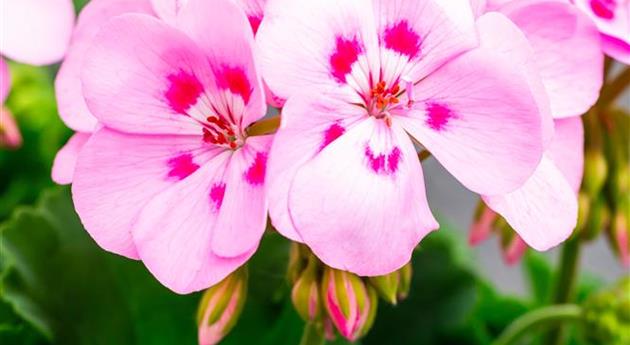 Pelargonium zonale 'Survivor Idols® Tickled Pink'