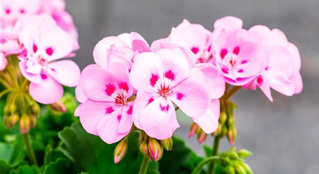 Pelargonium zonale 'Survivor Idols® Tickled Pink'