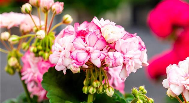 Pelargonium zonale 'Survivor Idols® Paperbloom'