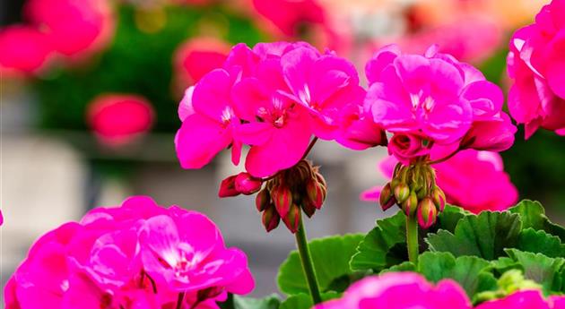 Pelargonium zonale 'Survivor Idols® Pink Charme'