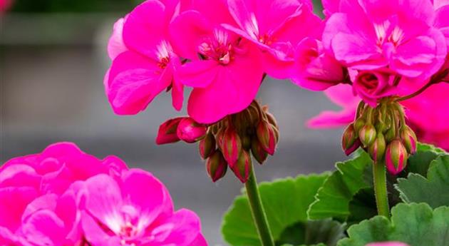 Pelargonium zonale 'Survivor Idols® Pink Charme'