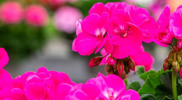 Pelargonium zonale 'Survivor Idols® Pink Charme'