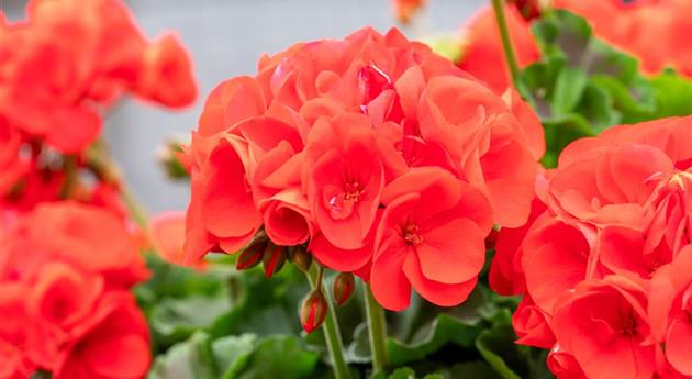 Pelargonium zonale 'Survivor Idols® Scarlet'