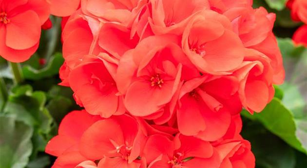 Pelargonium zonale 'Survivor Idols® Scarlet'