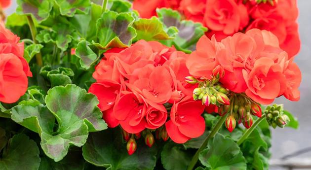 Pelargonium zonale 'Survivor Idols® Scarlet'