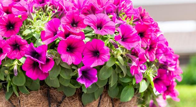 Petunia 'Sweetunia® Purple 2024'