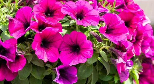 Petunia 'Sweetunia® Purple 2024'