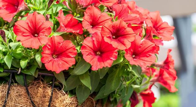 Petunia 'Sweetunia® Red 2024'