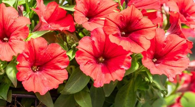 Petunia 'Sweetunia® Red 2024'