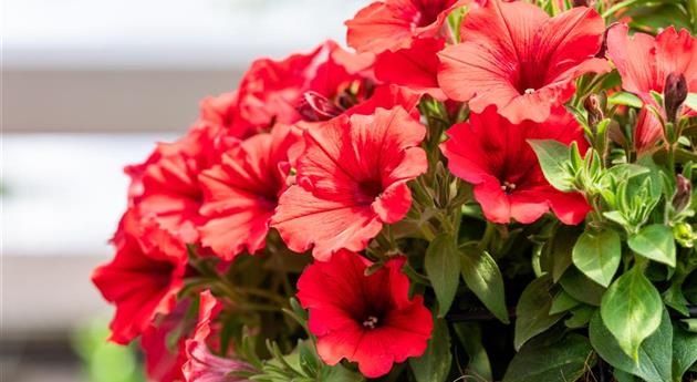 Petunia 'Sweetunia® Red 2024'