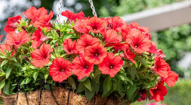 Petunia 'Sweetunia® Red 2024'