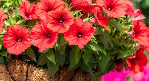 Petunia 'Sweetunia® Red 2024'