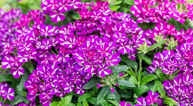 Verbena 'Empress Flair Blue Star'