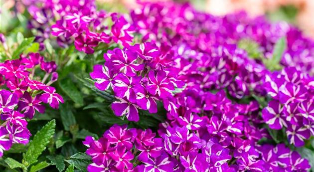 Verbena 'Empress Flair Blue Star'