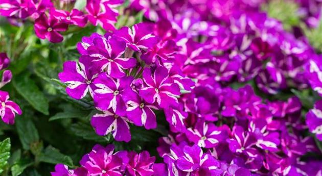 Verbena 'Empress Flair Blue Star'