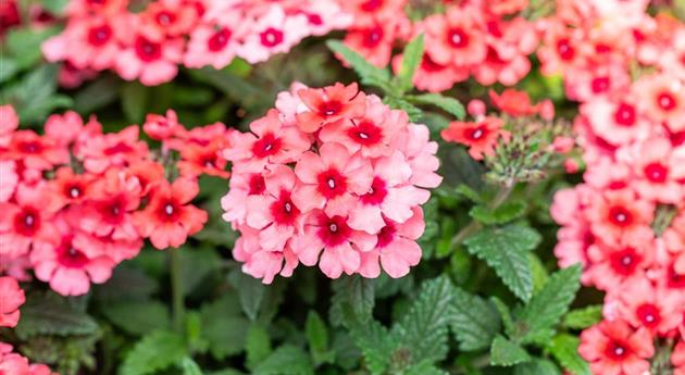 Verbena 'Empress Flair Salmon'