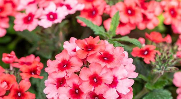 Verbena 'Empress Flair Salmon'