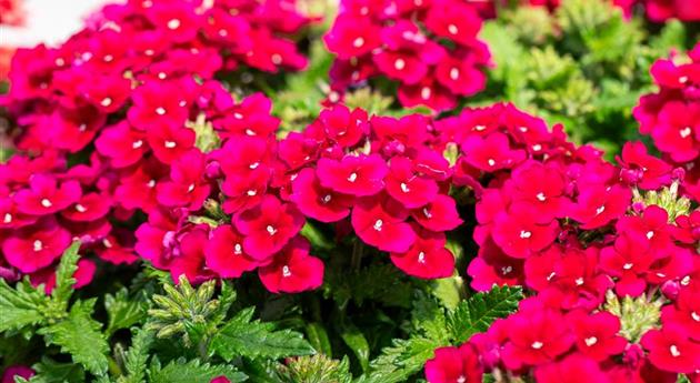 Verbena 'Empress Flair Burgundy'