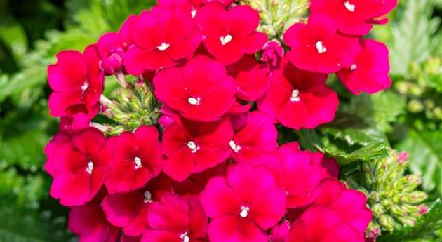 Verbena 'Empress Flair Burgundy'