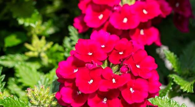 Verbena 'Empress Flair Burgundy'