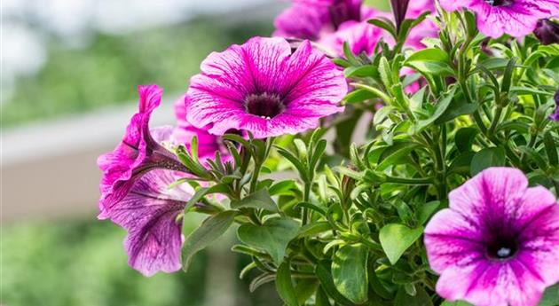 Petunia 'Sweetunia® Burgundy Gem'