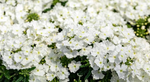 Verbena 'Empress Flair White 2025'