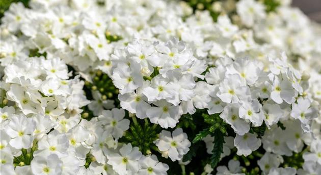 Verbena 'Empress Flair White 2025'