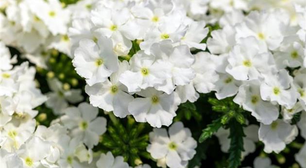 Verbena 'Empress Flair White 2025'