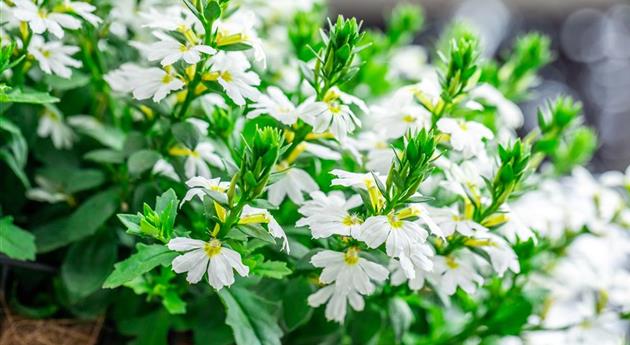 Scaevola 'Scala Cappello White'