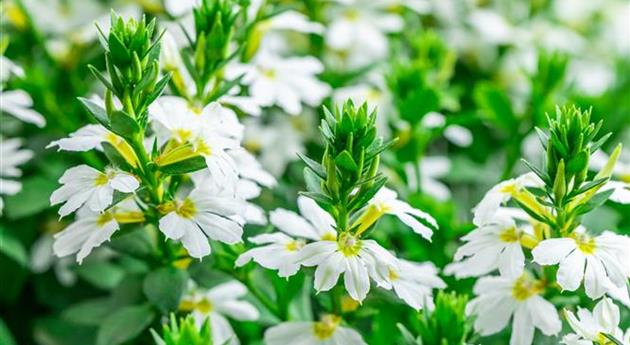 Scaevola 'Scala Cappello White'