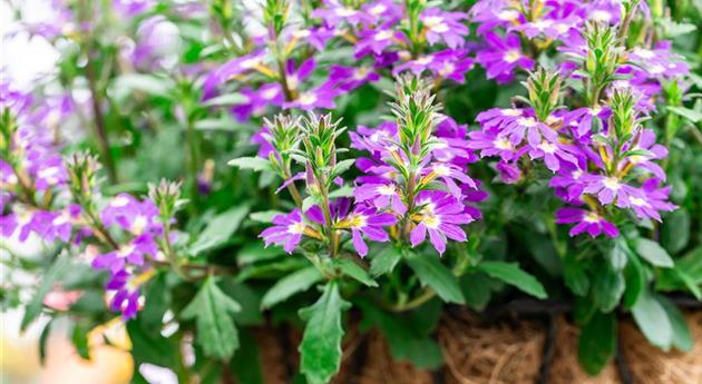 Scaevola 'Scala Cappello Purple'