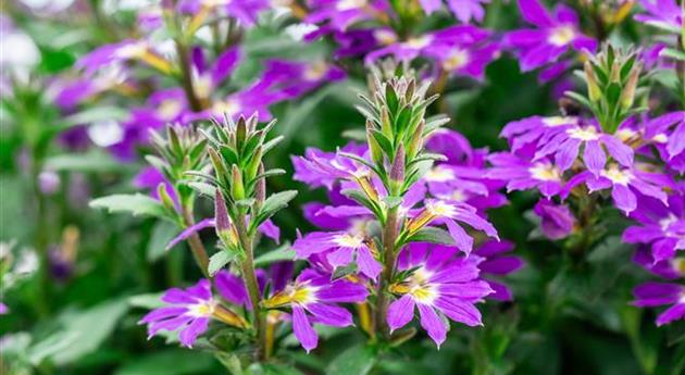 Scaevola 'Scala Cappello Purple'