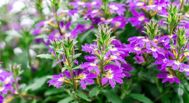 Scaevola 'Scala Cappello Purple'