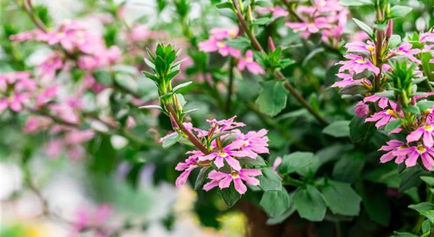 Scaevola 'Scala Pink'