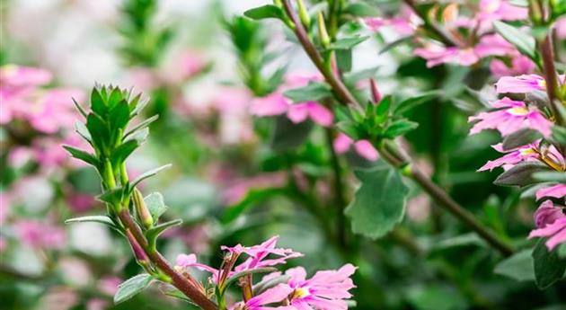 Scaevola 'Scala Pink'