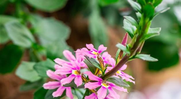 Scaevola 'Scala Pink'