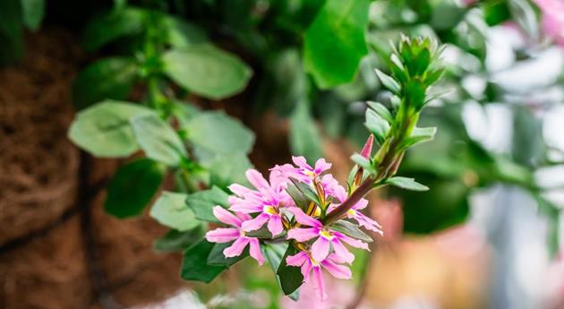 Scaevola 'Scala Pink'