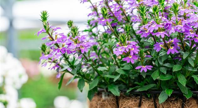 Scaevola 'Scala Cappello Early Blue'