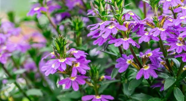 Scaevola 'Scala Cappello Early Blue'