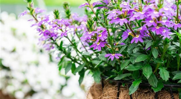 Scaevola 'Scala Cappello Early Blue'